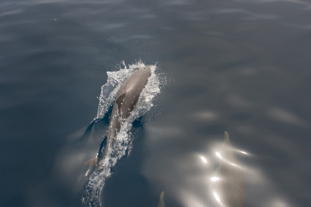 dauphins5
